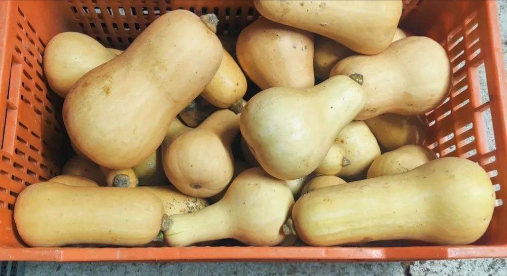 Abóbora Butternut