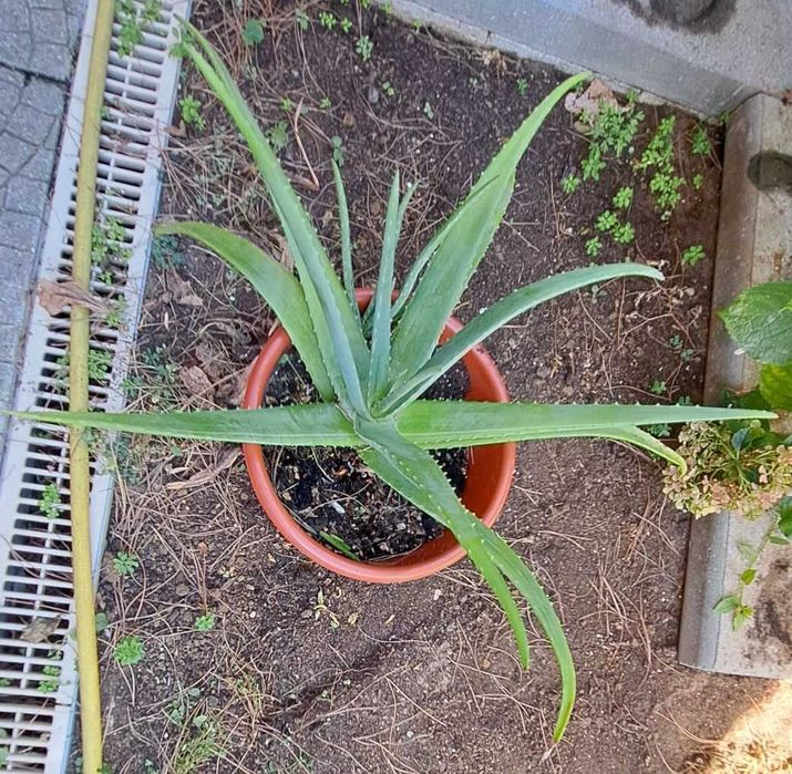 Planta Aloé vera