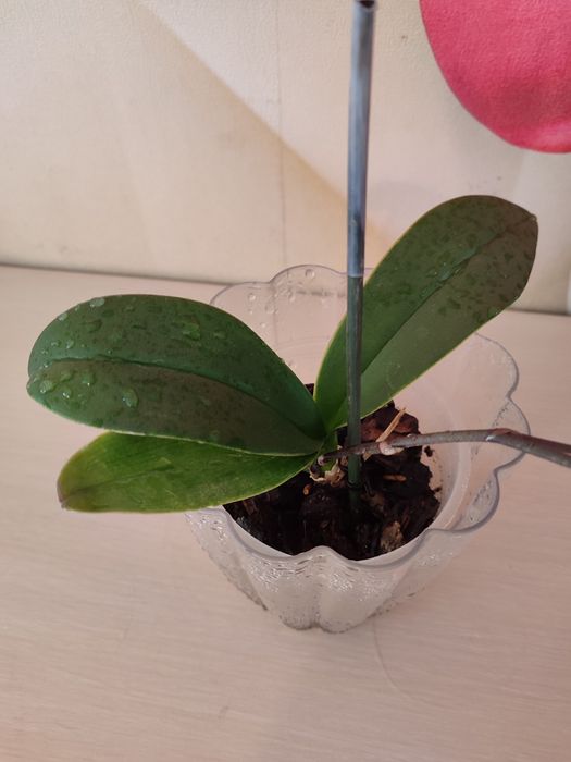 Орхидея цветущая