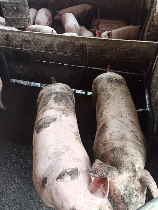 Свині 140-180 кг