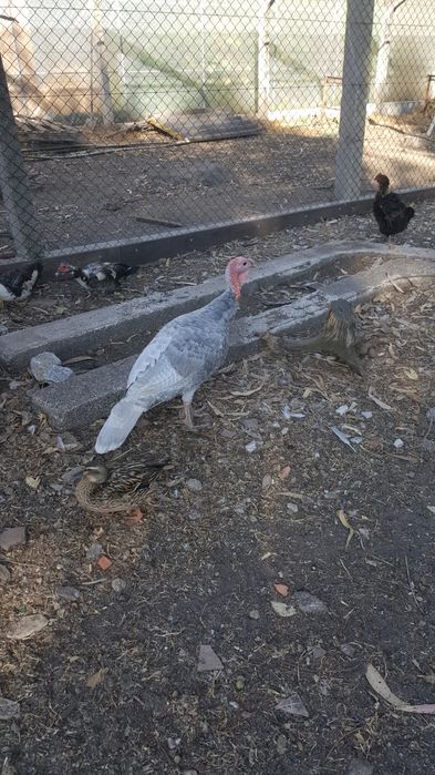 Vendo peru cinzento com um ano