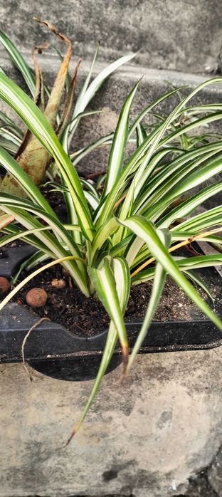 Clorofito ou planta aranha (floreira não incluída)