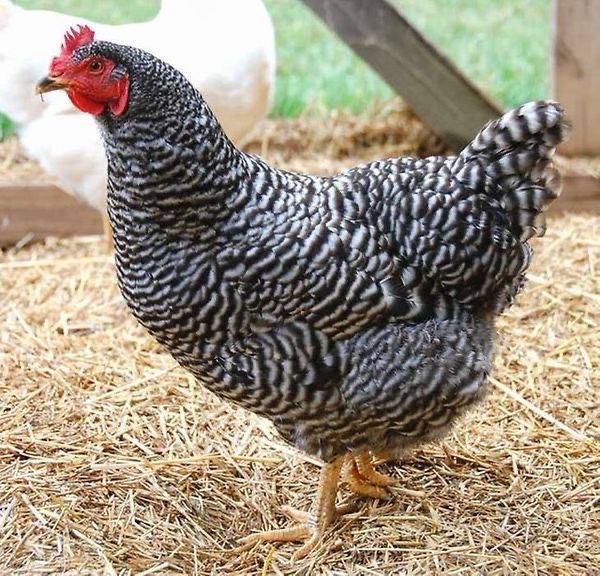 Куры доминант кури домінант 3 міс курочки несушки ломан браун Харків