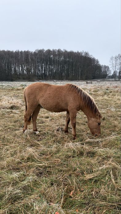 Ogierek polski kuc wierzchowy