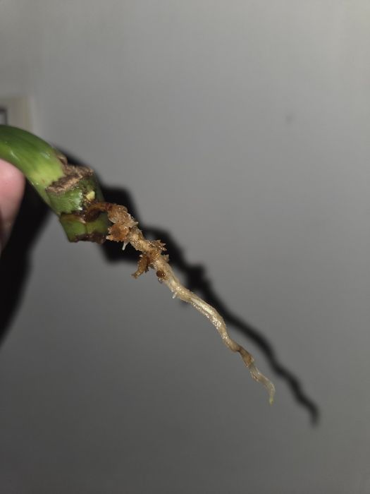 Filodendron sp. 'Napo'/ Napo Glaucous)