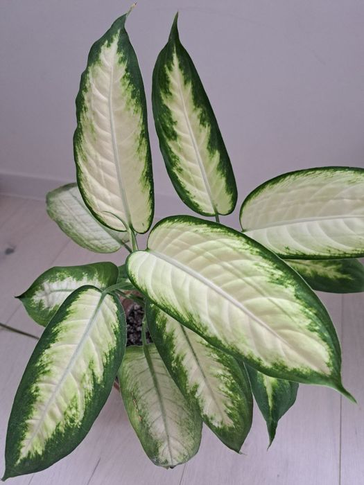 Дифінбахія Каміла