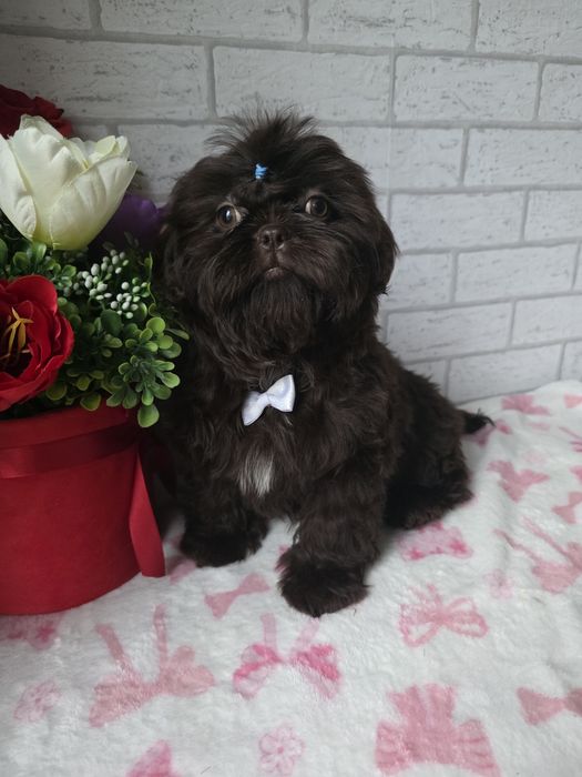 Shih Tzu  Czekolada komplet szczepień