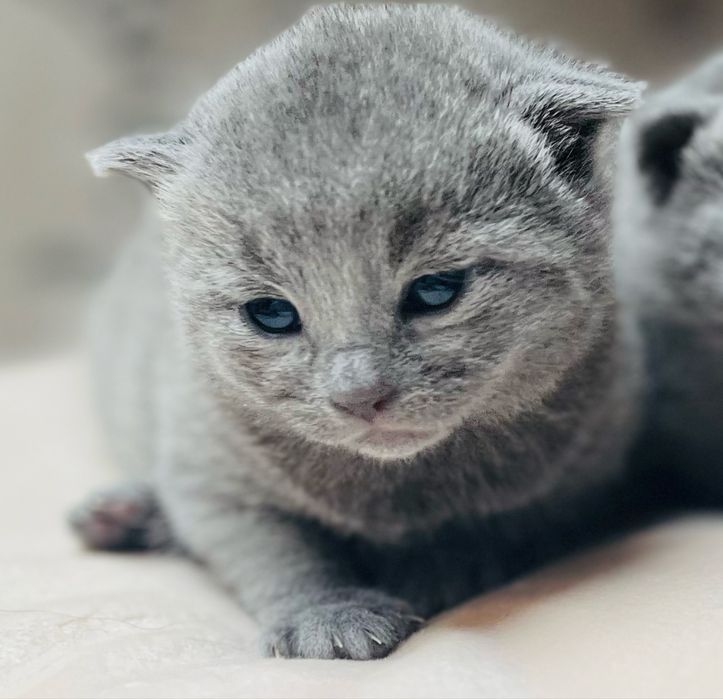 Zapoeiedź miotu kocięta Rosyjska Niebieska WCF