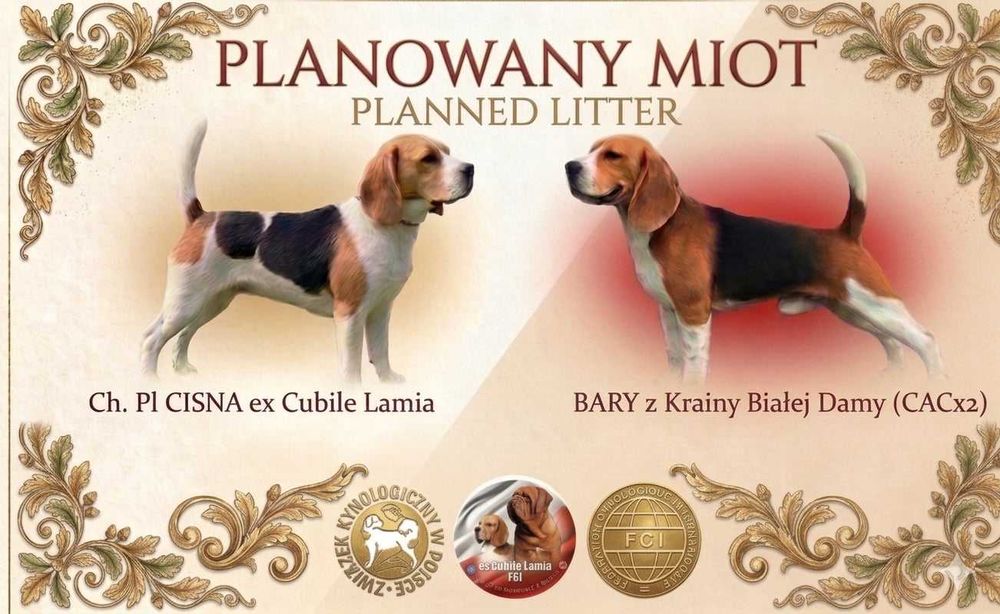 Beagle/Bigle - szczenię rodowodowe ZKwP/FCI - po championie