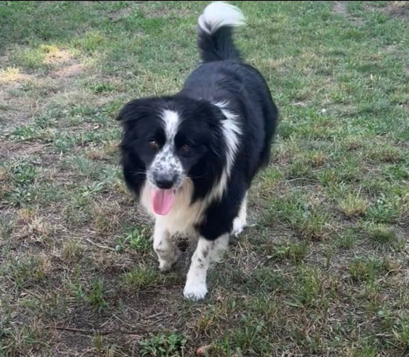 Border collie  oddam