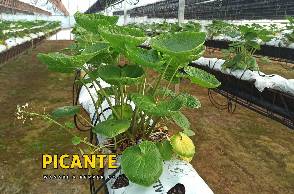 Sementes de Wasabi Verdadeiro (Wasabia japonica)