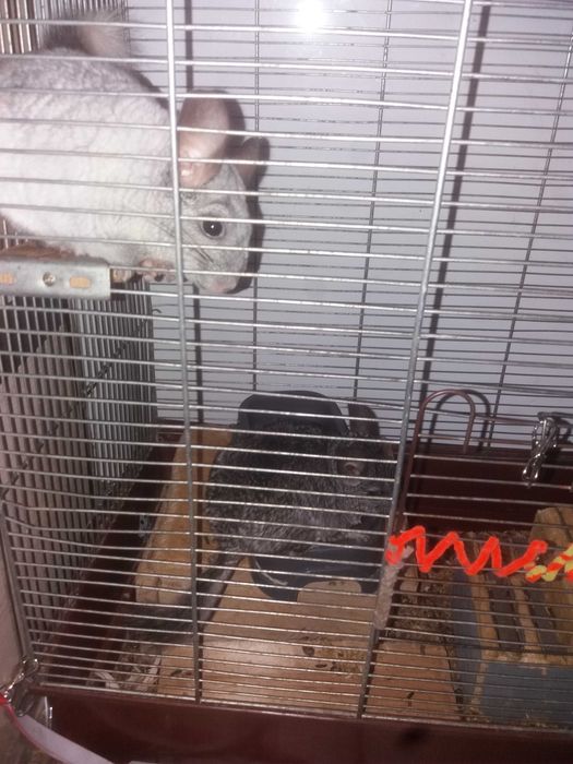 2 Szynszyle do oddania