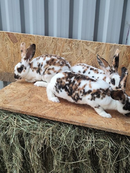 Króliki rex trójbarwny samce