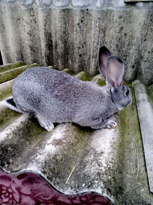 Самці і кітні самки Шиншила