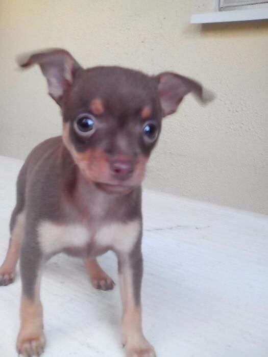 Тойки шоколадочки