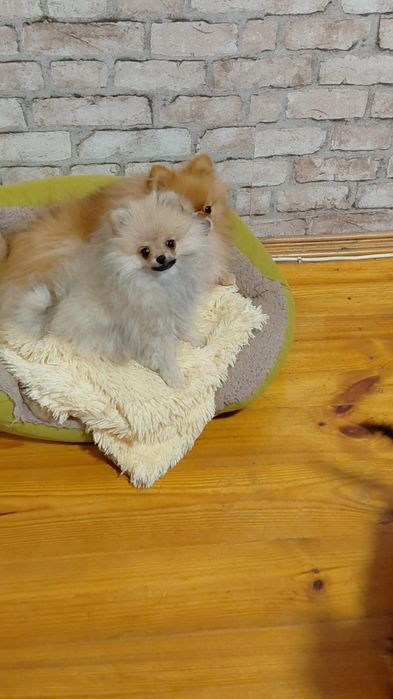 Померанський шпіц ексклюзив міні