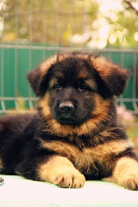 Німецька вівчарка Цуценята