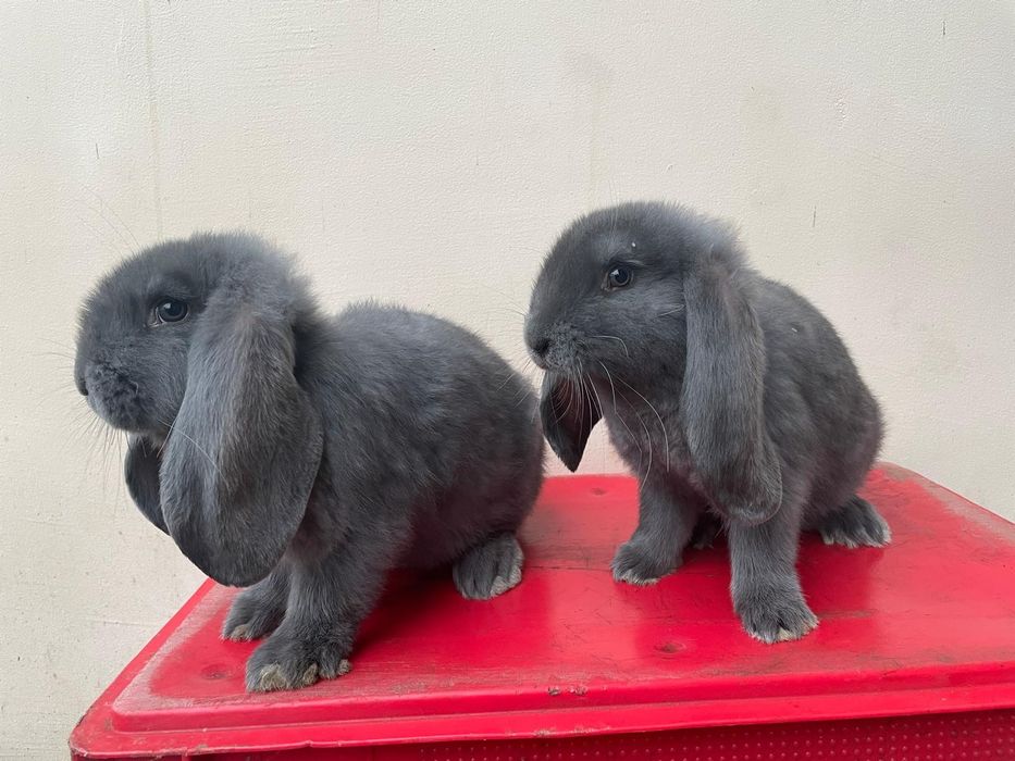 Sprzedam Baran Francuski