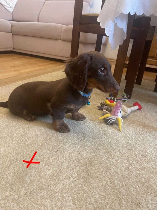 Jamnik długowłosy -merle -czekoladowy Piesek Paszport