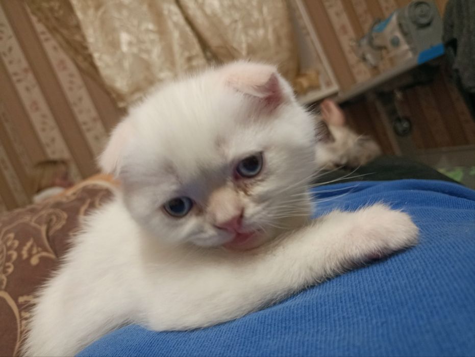 Скоттіш фолд голден поінт