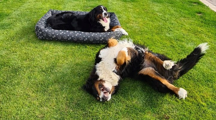 Legowisko Dla Psa Kanapa 120x90 Wodoodporne !!