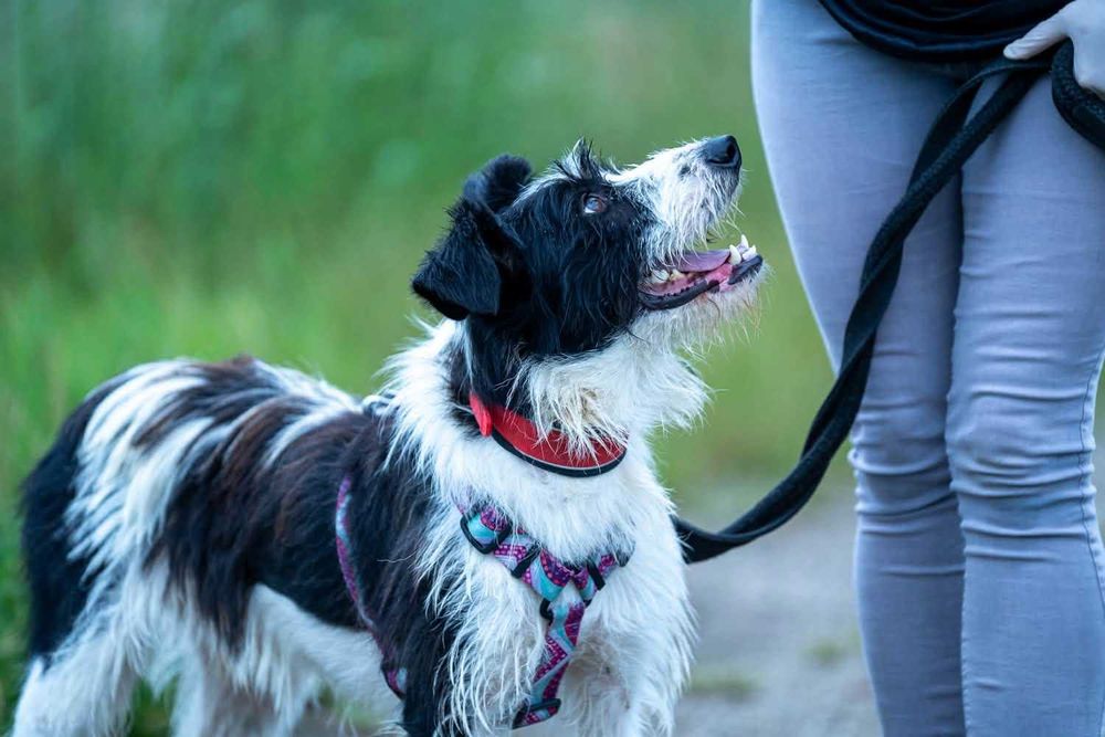 Ciapek - uroczy, radosny, wspaniały psi towarzysz - adopcja.
