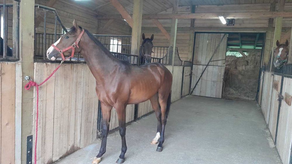 Ogier rasy małopolskiej Lambert