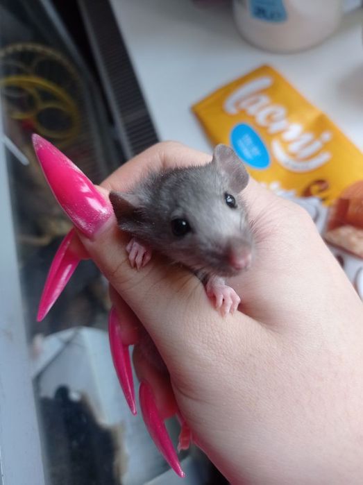 крысы крыски крысята дамбо