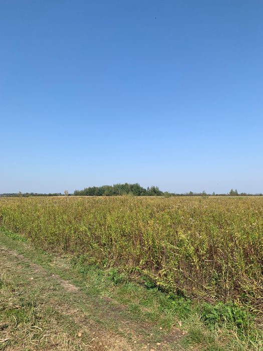 Sprzedam: Działka ROLNA 1,15 ha - Wielowieś, Tarnobrzeg