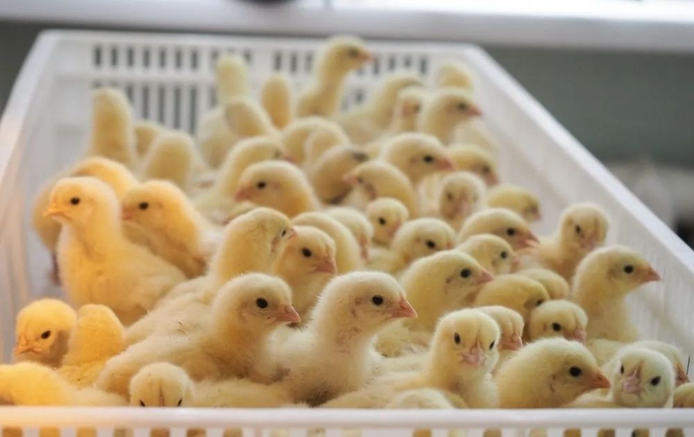 Добові курчата бройлерів та м'ясояєчних порід