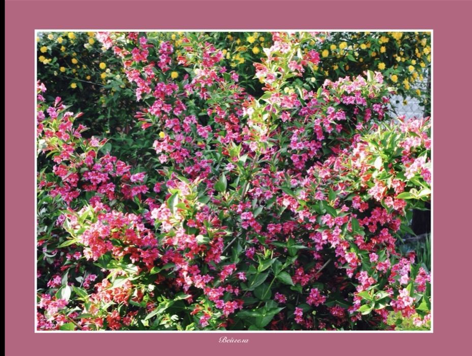 Вейгела , многолетник