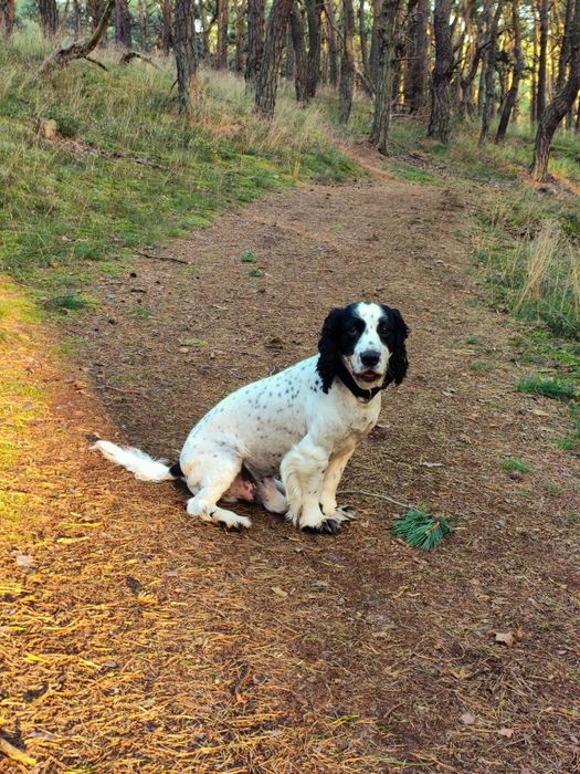 Reproduktor Cocker spaniel
