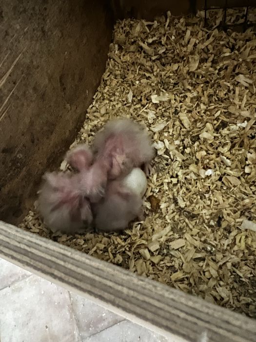 Kakarikis bebes para criar a mao