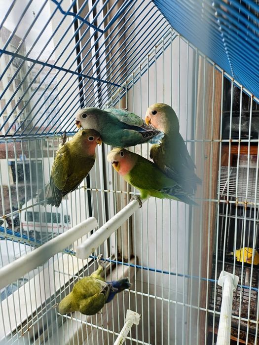 Rosicolis 2 meses c/sexagem feita