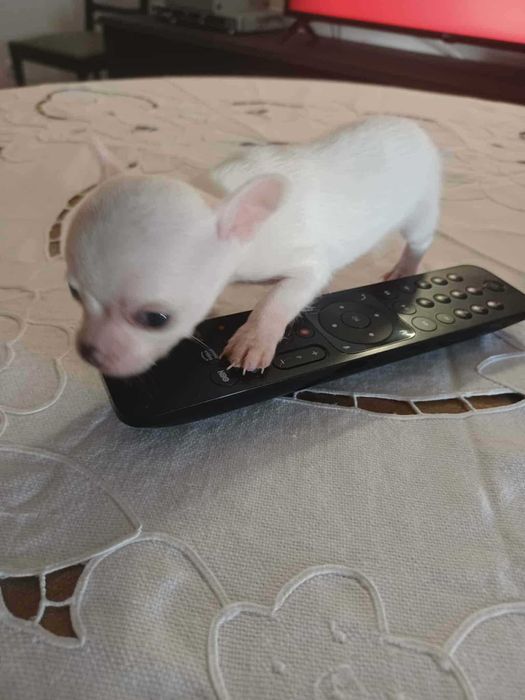 Animais lindissimos