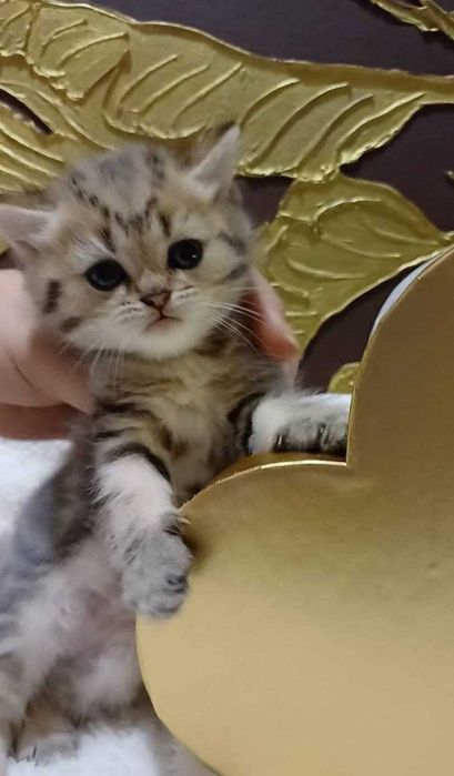 золоті мармурові котики і кошенятка