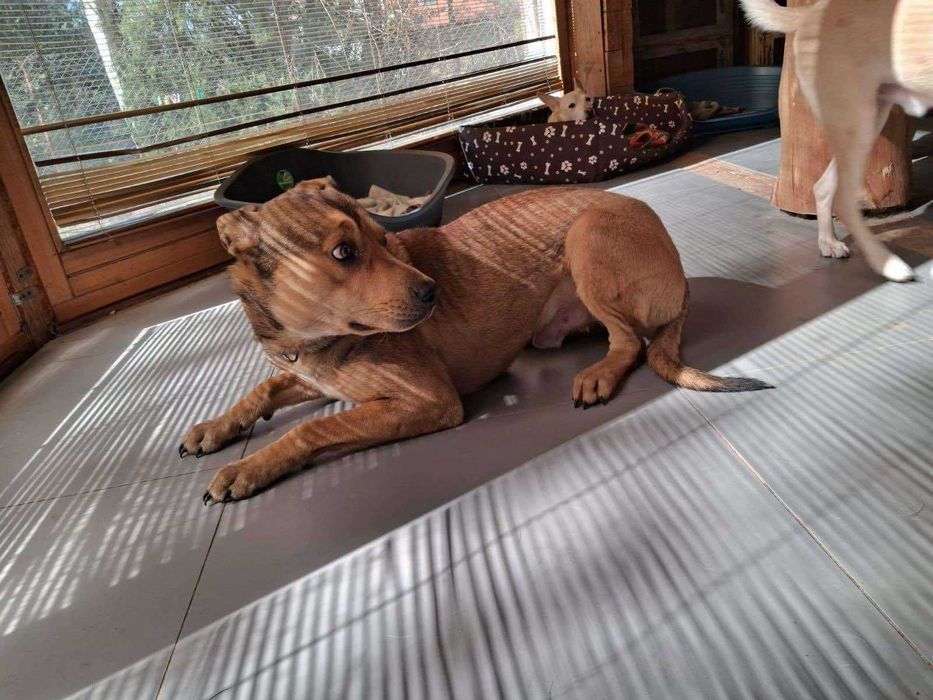 Młody i uroczy Ciastek szuka domu (pies do adopcji)