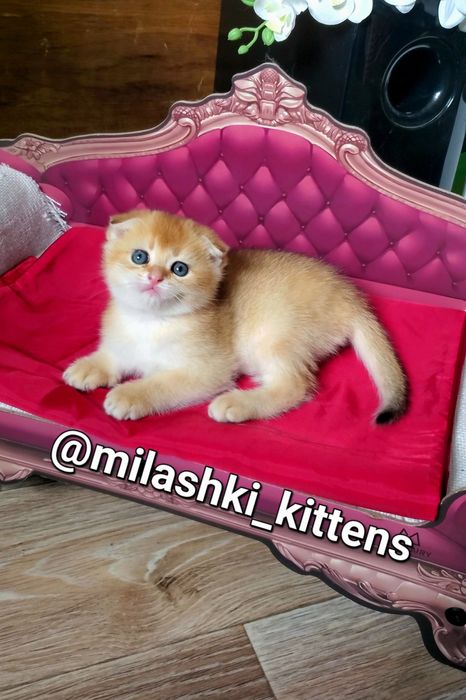 Нежные малыши. Ручные котята золотая шиншилла.