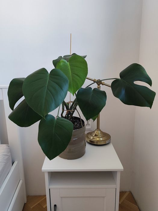 Monstera deliciosa XL ok. 60 cm