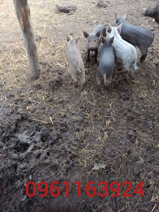 Поросята угорська мангалиця