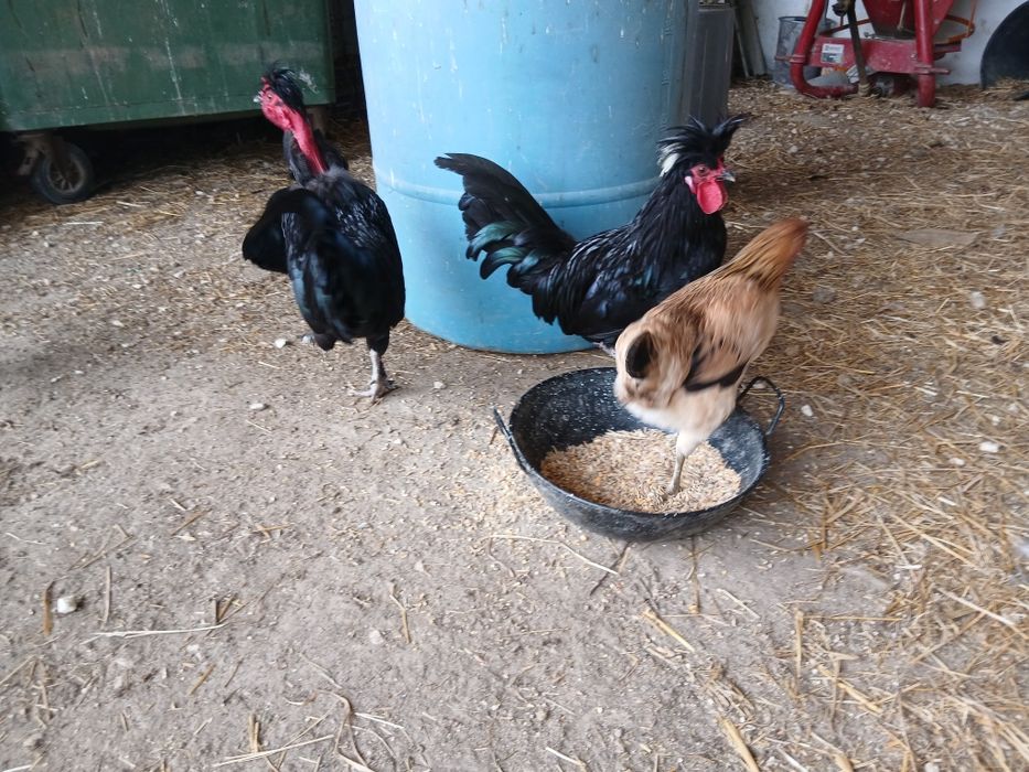 Vendo coquichas em Vale  Paraíso
