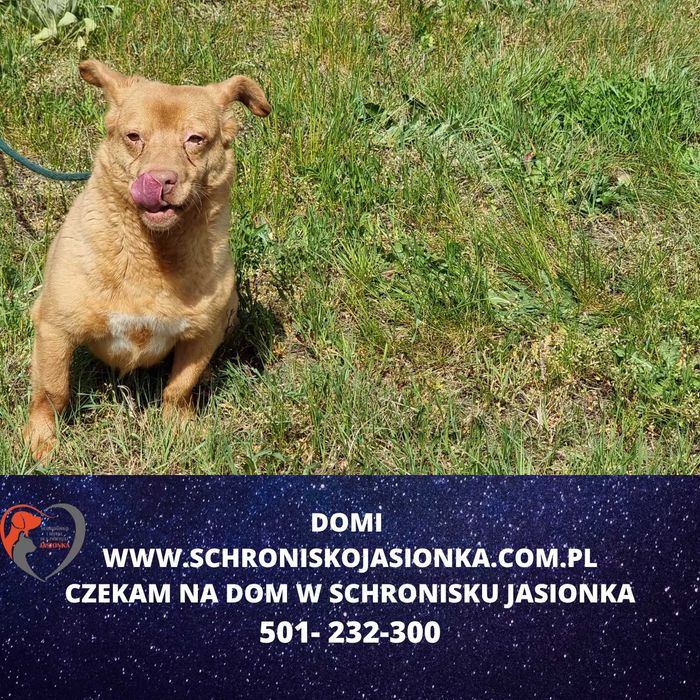 Domi do adopcji – Schronisko Jasionka