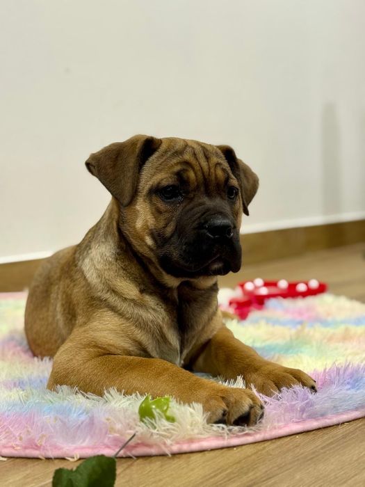 Cane corso fêmea