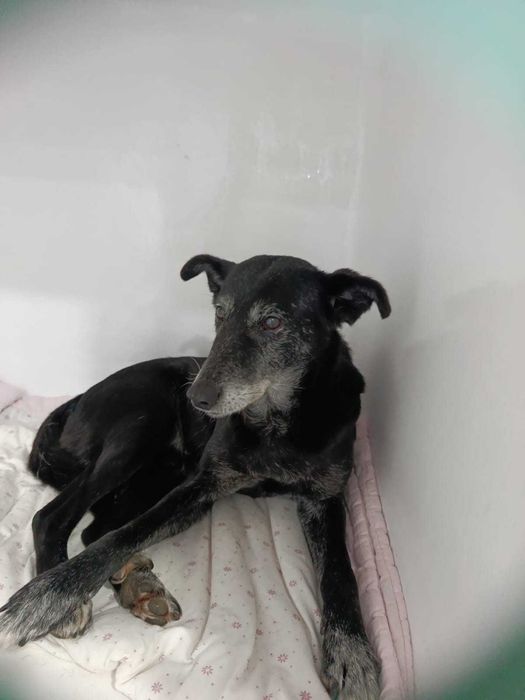 Cão macho para adoção responsável