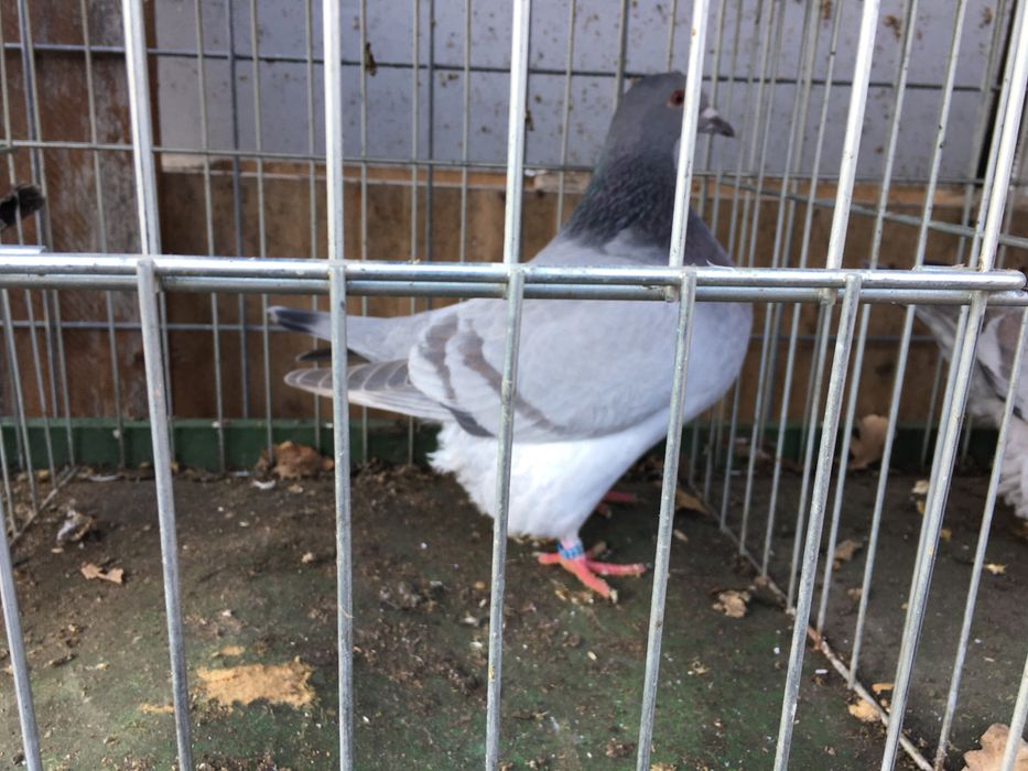 Texaner teksanery samce samice