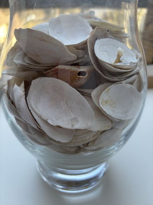 Sprzedam muszelki duży zestaw