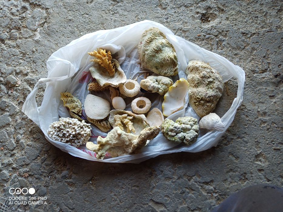 Ракушки привезені з Єгипту