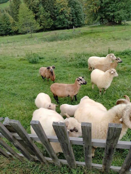 Młode baranki kamerunskie i kozy