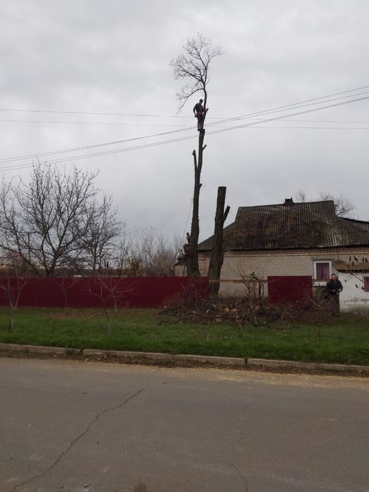 Спил деревьев. Покос травы.