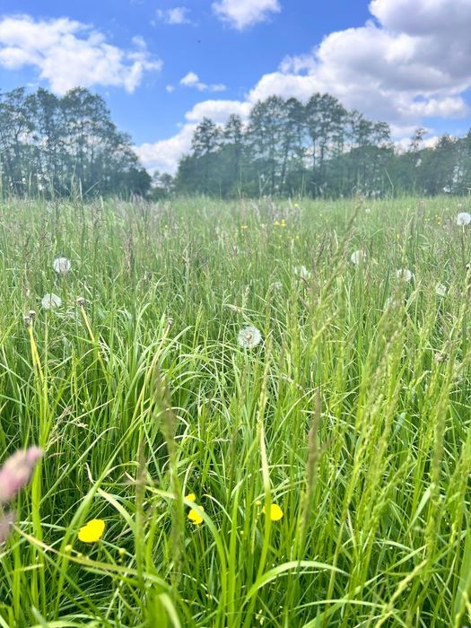 Sianko dla królików i gryzoni